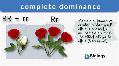 Complete dominance - Definition and Examples - Biology Online Dictionary