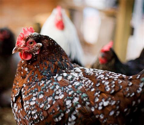 Sussex | Chickens backyard, Chicken breeds, Pet chickens