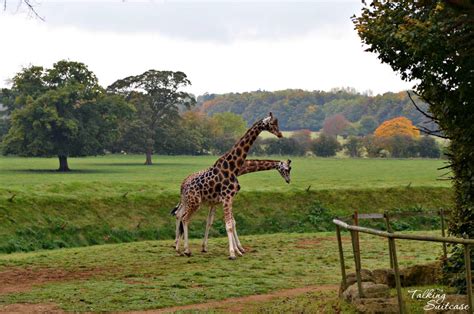 Getting Up Close With the Animals at Cotswold Wildlife Park and Gardens