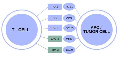 Immune checkpoints with indication of described molecules. | Download ...