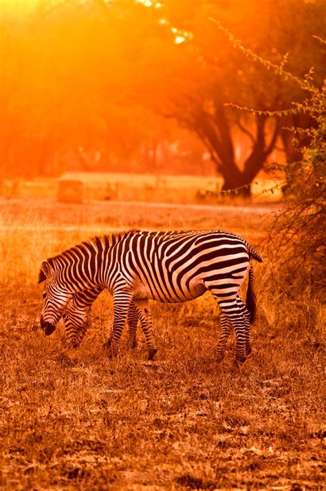 Zebra on Safari, Zambia, Africa www.cr-photo.co.uk | Africa, Photography work, Zambia