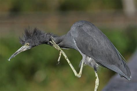 Feather Lice in Birds - Symptoms, Causes, Diagnosis, Treatment ...