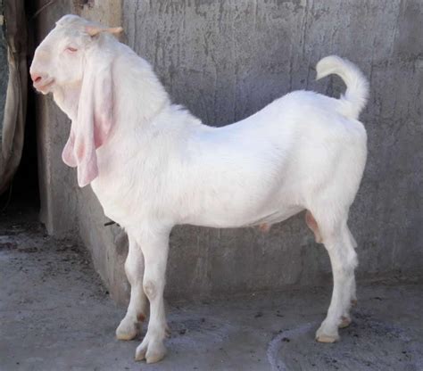 Jamunapari Goat - himalayan goat breeding farm