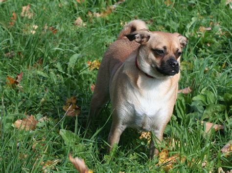 Puggle Information - Dog Breeds at thepetowners