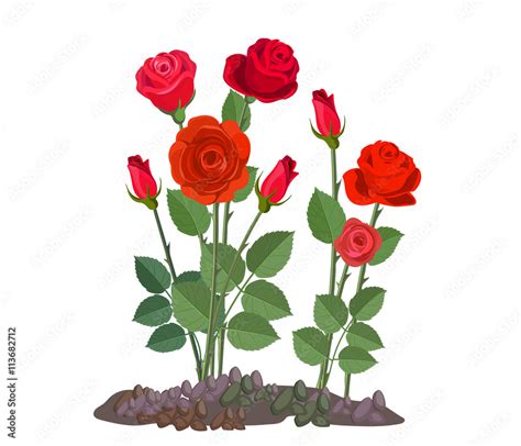 Flowers growing in the garden. Rose bush isolated on white background. Stock Vector | Adobe Stock