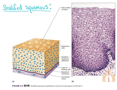 Stratified Squamous Epithelium Diagram | sexiezpix Web Porn