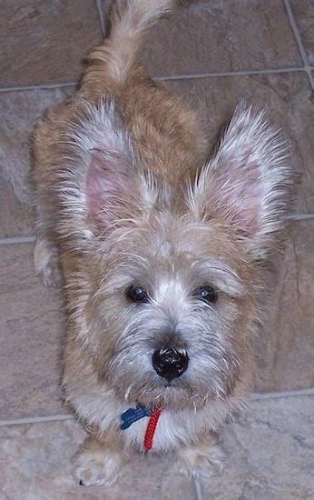 List of Cairn Terrier Mix Breed Dogs