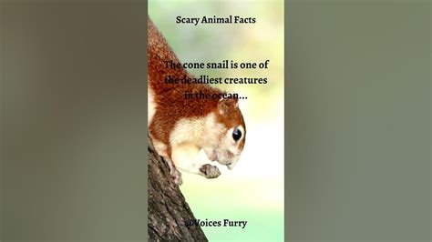 Scary Animal Facts - YouTube