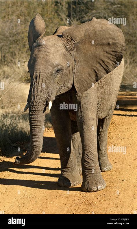 Flapping ears elephant hi-res stock photography and images - Alamy