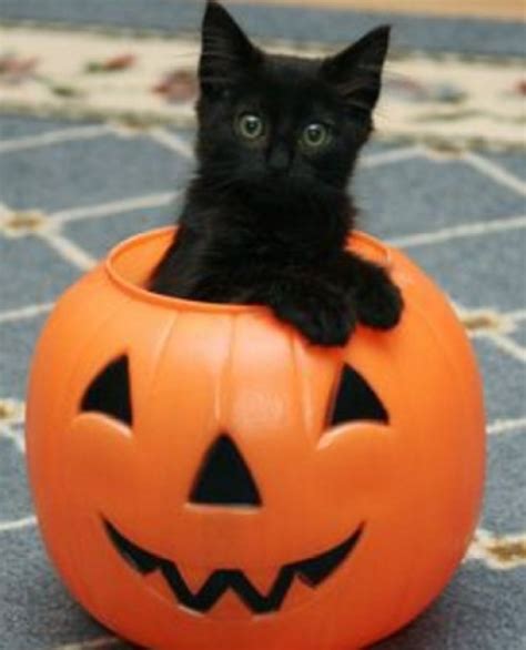 Top 10 Halloween Horror Cats In Pumpkins