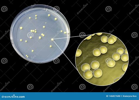 Micrococcus Luteus On Agar Plate