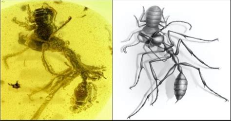 Fossil of fearsome ‘hell ant’ that used tusk-like jaws to hunt its victims discovered in amber ...