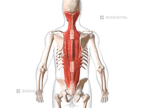 Muscles of back | BioDigital Anatomy