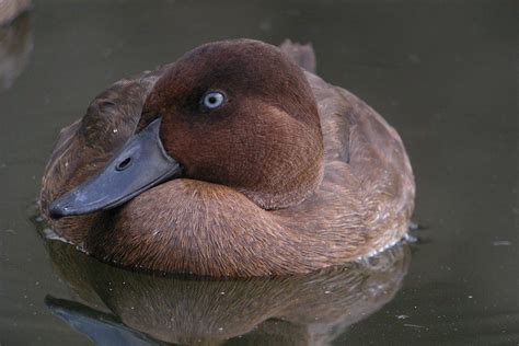 Lucky ducks: Once thought extinct, rare pochards take steps toward recovery