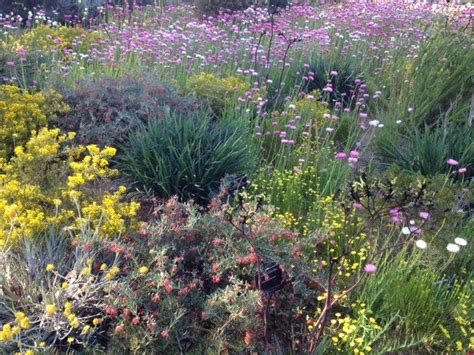 Kings Park Wildflowers. Kings Park, Western Australia, Wildflowers ...