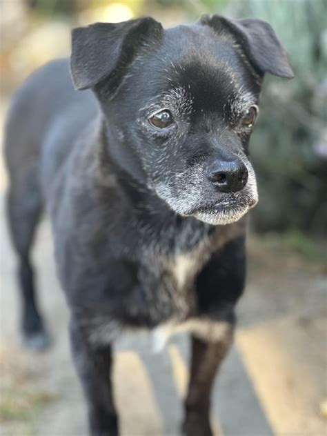 He turned 17 years old today. : r/dogpictures