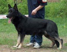 East European Shepherd Info, Temperament, Puppies, Pictures