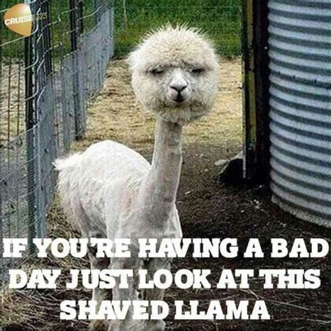 If You're Having A Bad Day | Funny animal jokes, Funny animal quotes, Cute funny animals