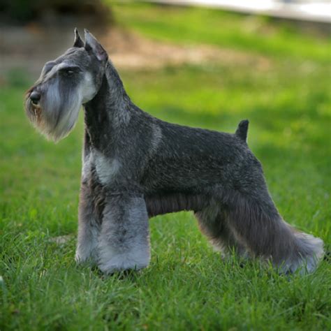 Miniature Schnauzer grooming, bathing and care | Espree