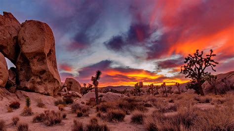 California Protects Greater Joshua Tree Landscape from Contentious ...