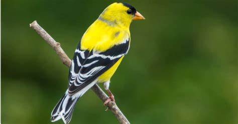 The Top 10 Smallest Birds In North America - IMP WORLD