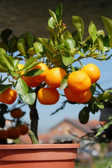 Fruitier en pot- agrumes et plantes exotiques à la maison!