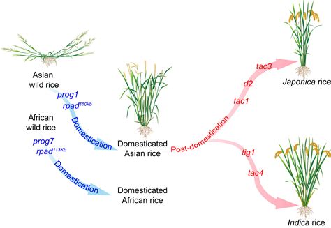 Molecular basis underlying rice tiller angle: Current progress and future perspectives ...