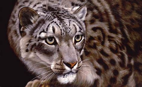 "Snow Leopard" Wildlife Artist Jason Morgan