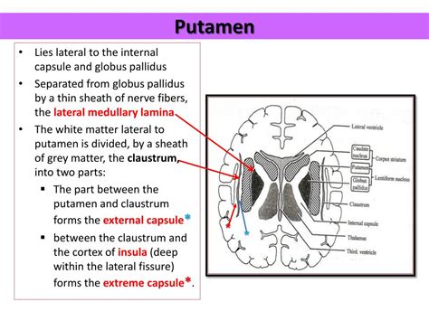 PPT - BASAL GANGLIA PowerPoint Presentation, free download - ID:2432087