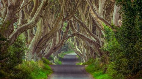 Travel Trip Journey: “The Dark Hedges” A Magical Tree Lined Road in Ireland