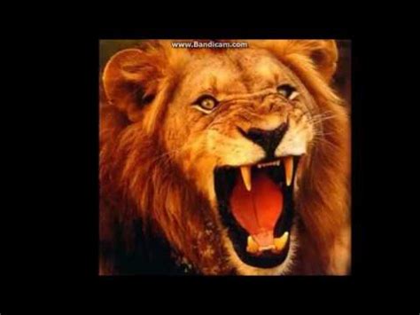 lion sound effect - YouTube