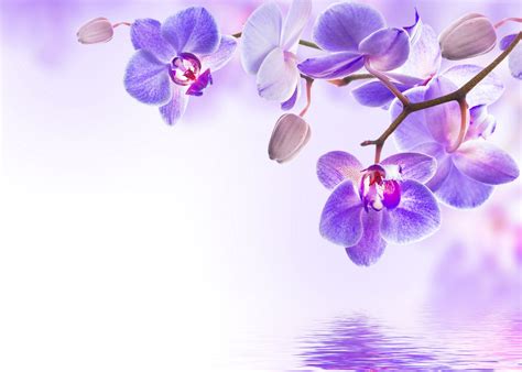 1920x1080 resolution | purple flowers, orchid, flower, 4k HD wallpaper ...