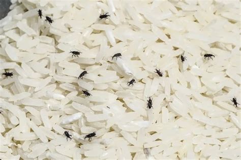 Weevils in flour safe to eat? ( How to get rid of weevils ) | Prepping ...