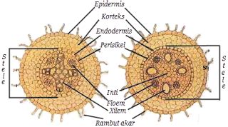 lingkaran-pengetahuan: Struktur Organ Akar Tumbuhan