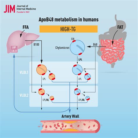 Graphical abstract for Journal of Internal Medicine | PORTFOLIO