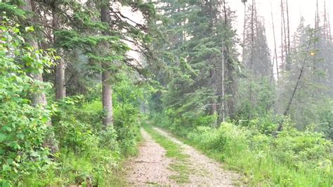 Take a breather: enjoy a 5-minute mindfulness nature walk | CBC News