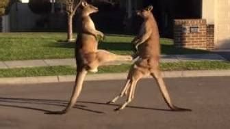 Kangaroo vs. Emu: Fight! | RTM - RightThisMinute