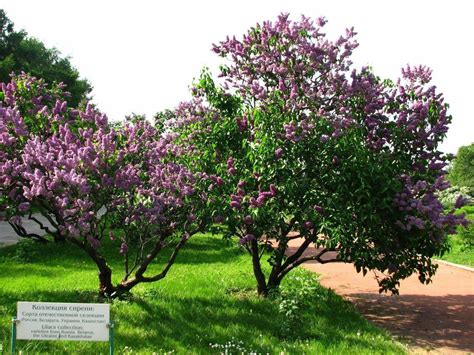 150 Common Lilac Tree Seeds – Seed World