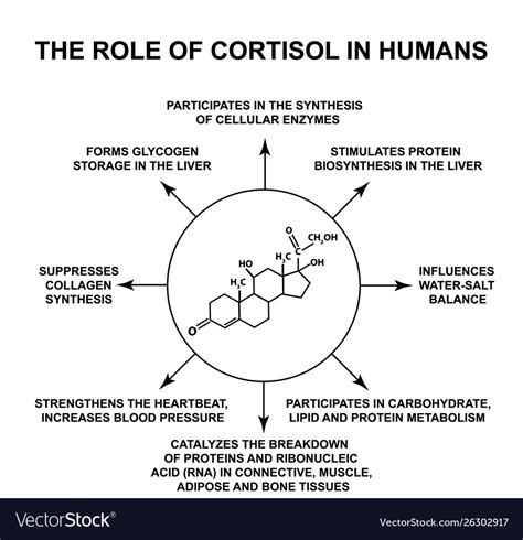 Role cortisol in humans the stress hormone Vector Image