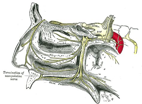 Pterygopalatine fossa - wikidoc