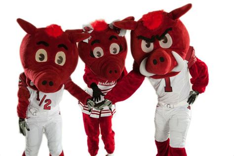 The History of the U of A Mascot Program ~ Big Red | Mascot, University of arkansas, Favorite team