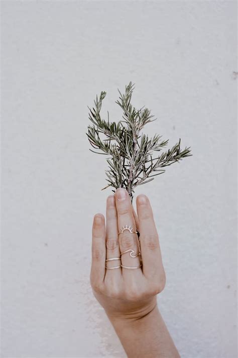 Rosemary Spiritual Meaning: How to Utilize This Powerful Herb ...