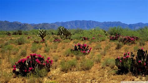 Desert Vegetation wallpaper | 1920x1080 | #79493