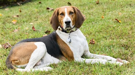 Everything about your American English Coonhound - LUV My dogs