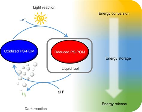 Schematic illustration of the coupled light and dark reaction In the... | Download Scientific ...