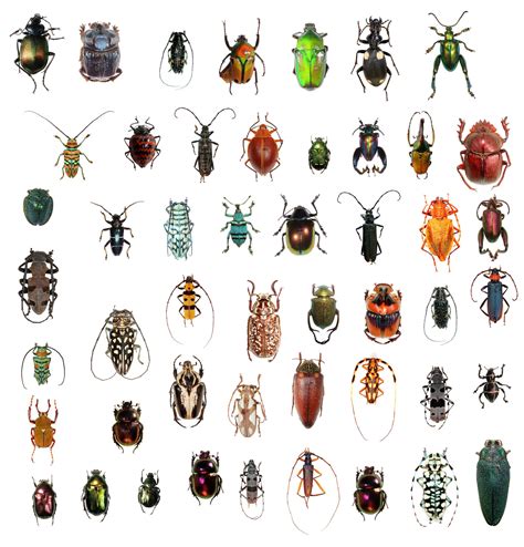 Beetles And Wasps Vie For Title of Most Diverse Critter | KCLU