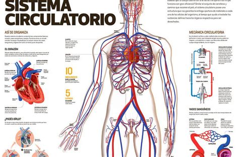 Mapa Do Corpo Humano Sistema Circulatorio 120x90cm Spmix Mapas E | Porn ...