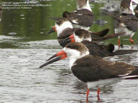 Bird Pictures: Black Skimmer (Rynchops niger) by Floridian