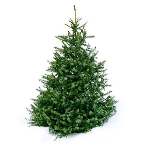 11ft Norway Spruce Christmas Tree | The Christmas Forest