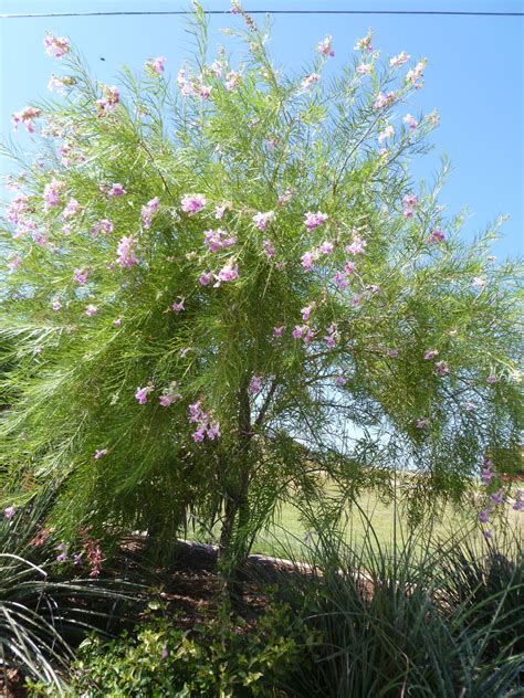 Desert Willow tree -- excellent frilly tree with pretty blossoms and very drought tolerant ...